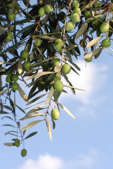Olive tree
