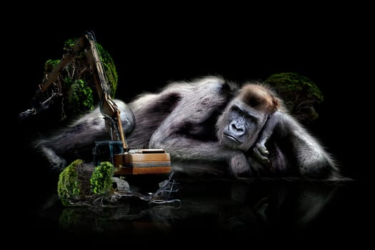 Gorilla,Nature Conservation