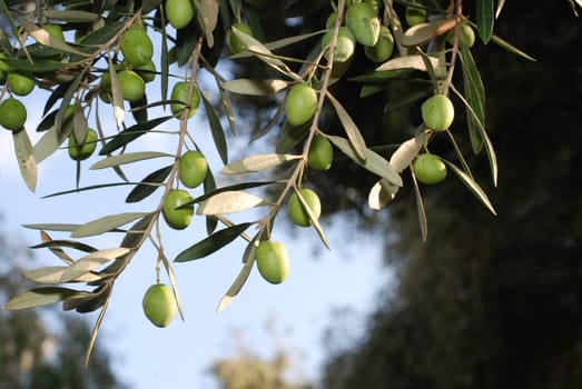 Olive tree
