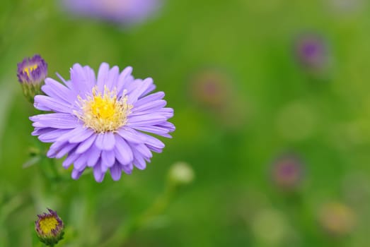 Purple Blossom