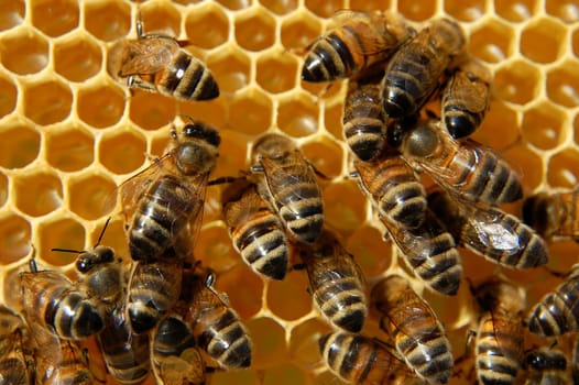 bees on honeycomb eating honey