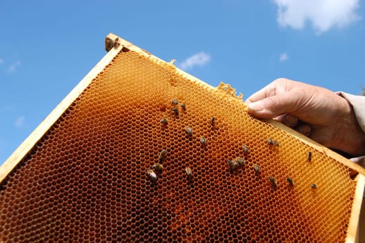 Bees on honeycomb