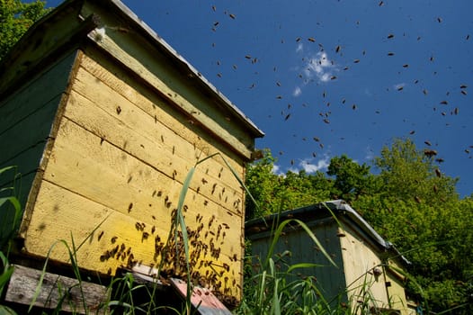 A swarm of bees