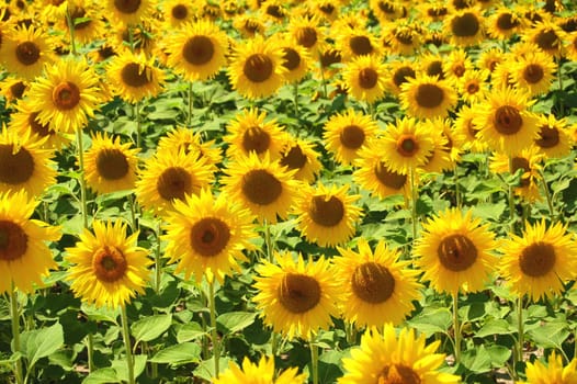 field of sunflowers