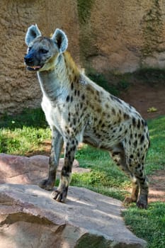 Hyena, Bioparc In Valencia Spain