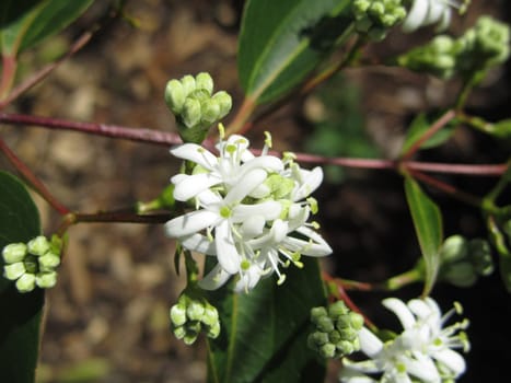 Seven Sons of Heaven Shrub - Heptacodium miconioides