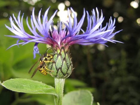 Bee on a cornflower - Centaurea cyanus