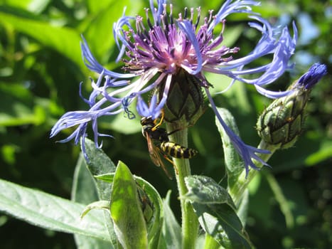 Cornflower - Centaurea cyanus