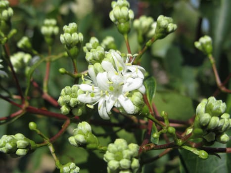 Autumn jasmine - heptacodium jasminoides
