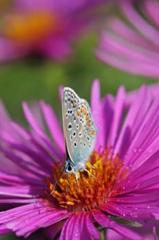 Butterfly in the garden