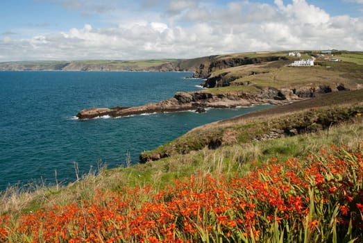 seascape with flowers in Port Isaac in Cornwall