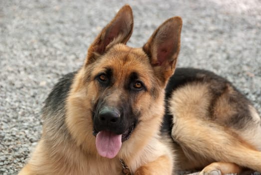German shepherd puppy lying down