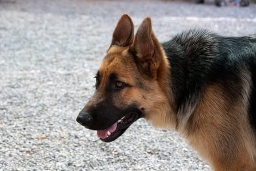 German shepherd puppy photographed in profile