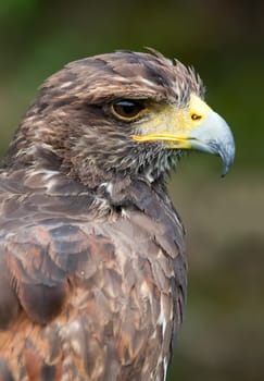 Desert buzzard in profile