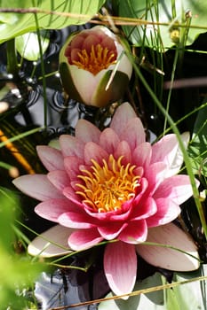 Water lilies in the garden pond