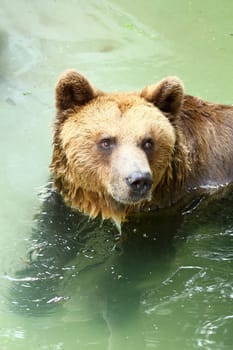 Bear fun