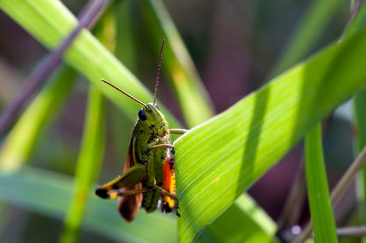 Grasshopper - Caelifera in a macro image