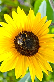 Sunflower