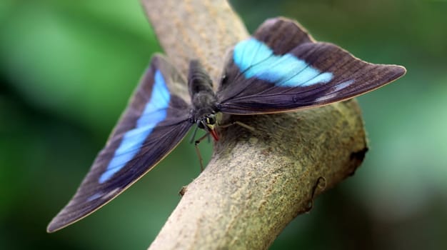 Blue Striped Swallowtail
