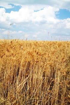 Wheat field against a blue sky