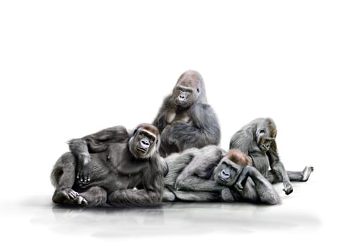 Gang of monkeys