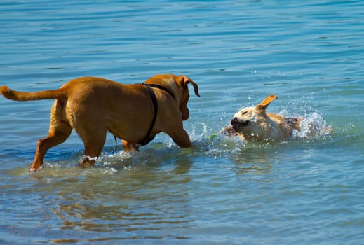 dog playing in the water