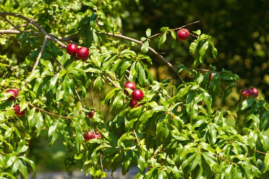 red berries