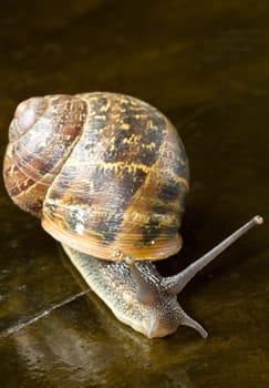 snail