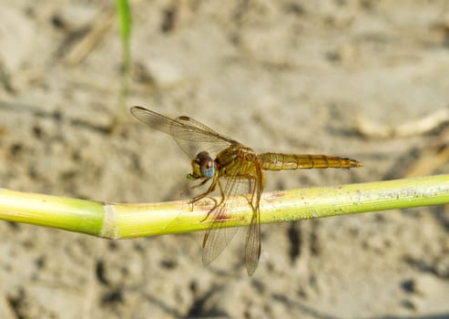 a dragonfly