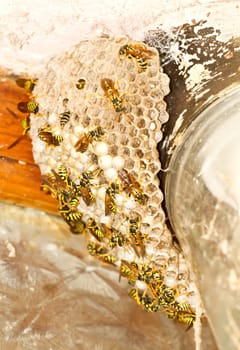 a beehive with bees