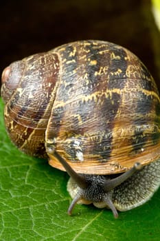 snail