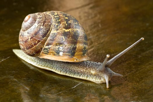 snail