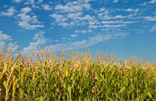 corn field