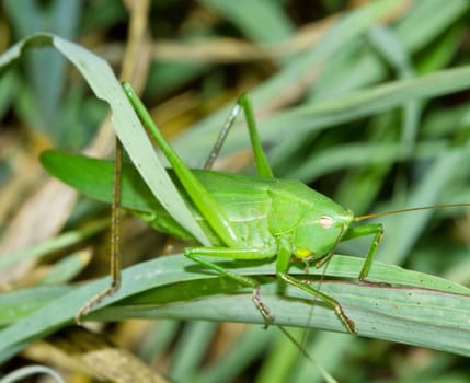 green cricket