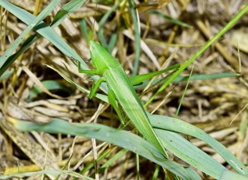 green cricket