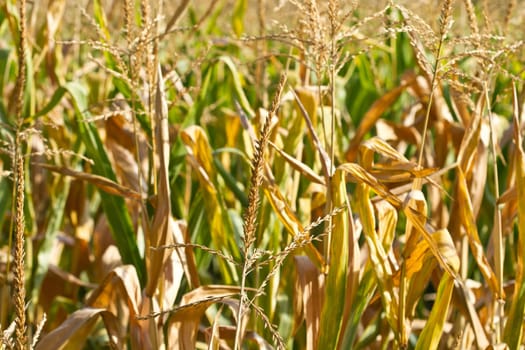 corn field