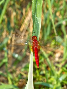 red dragonfly on green background