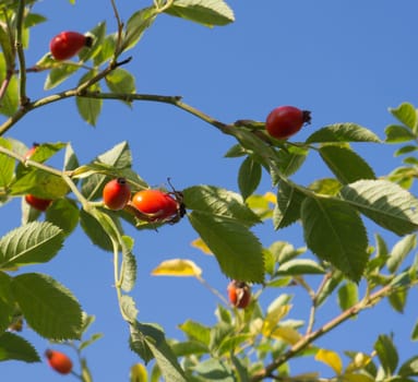 Detail of Fruits of Wild Rose Hips on Branches in the Sunlight on the Blue Sky
