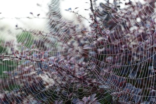 Dew drops on the strands of a silky spiders web with out of focus flowers in the background
