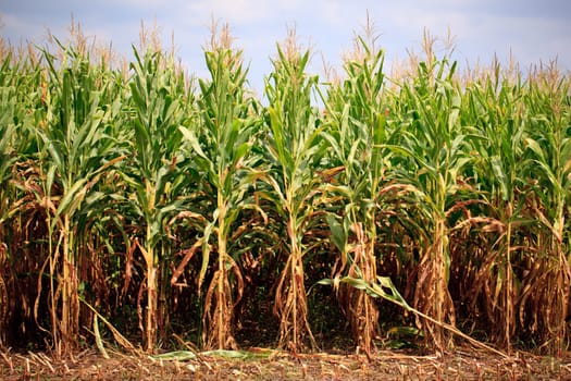 Field of corn being harvested in the late summer