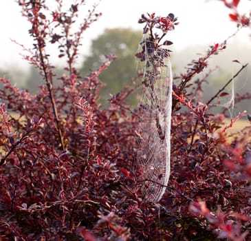 Dew drops on the strands of a silky spiders web with out of focus bush in the background