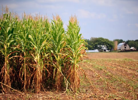 Field of corn being harvested in the late summer