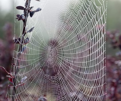 Dew drops on the strands of a silky spiders web with out of focus flowers in the background