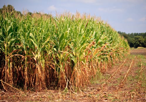 Field of corn being harvested in the late summer