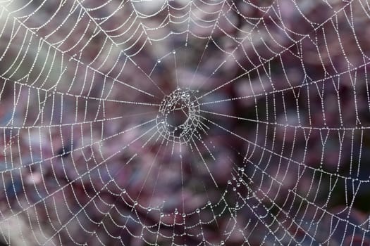 Dew drops on the strands of a silky spiders web with out of focus flowers in the background
