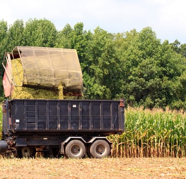 Field of corn being harvested in the late summer