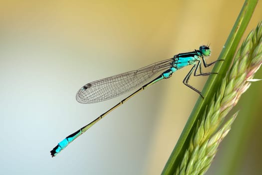 Damselfly