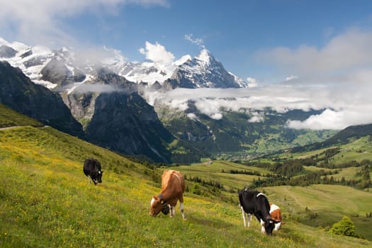 Eiger, Schreckhorn and neighborhood in Berner Alpen, Switzerland
