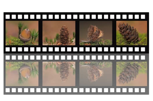 Filmstrip Forest