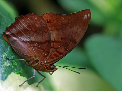 The Common Palmfly